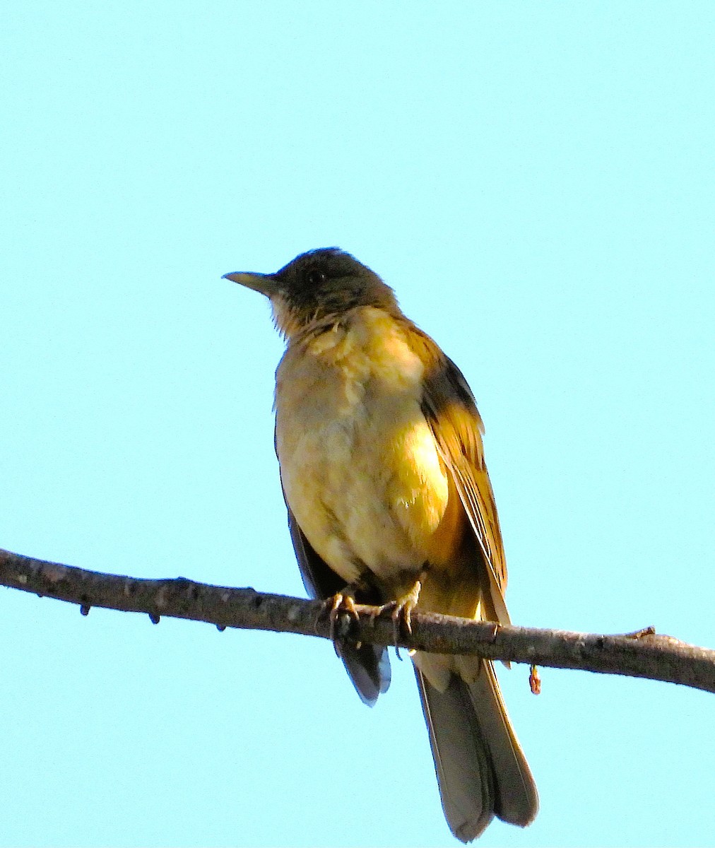 Turdus sp. - ML633524535