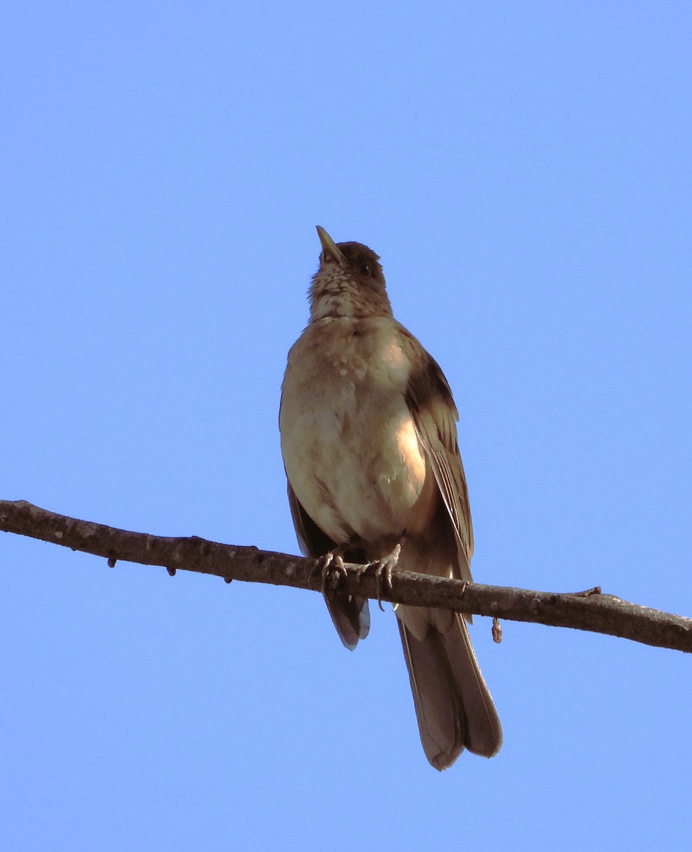 Turdus sp. - ML633524536