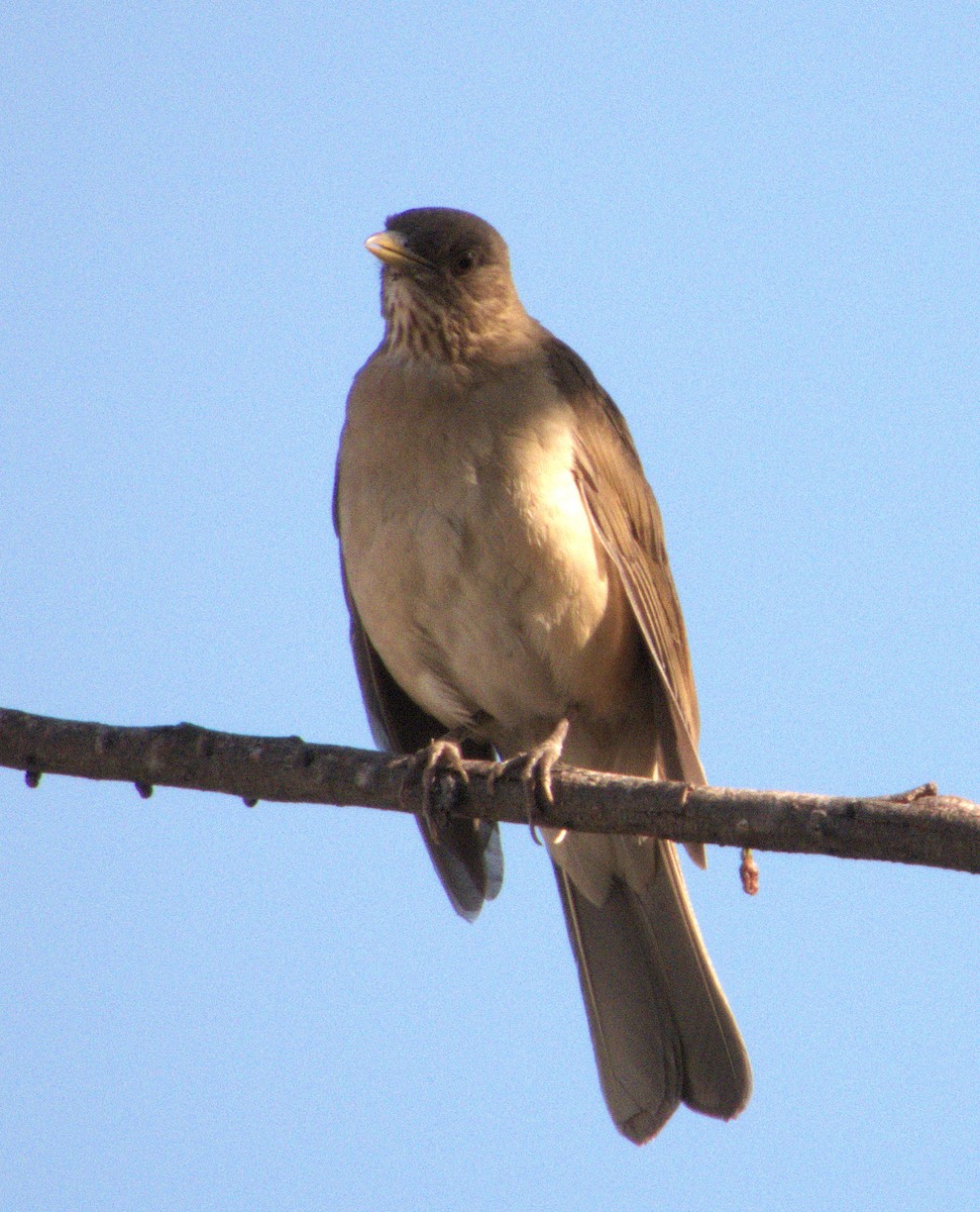 Turdus sp. - ML633524537