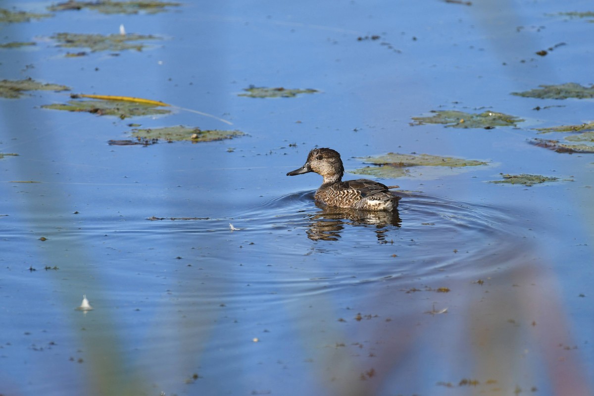 Green-winged Teal - ML633524555
