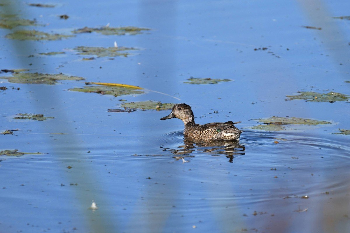 Green-winged Teal - ML633524557
