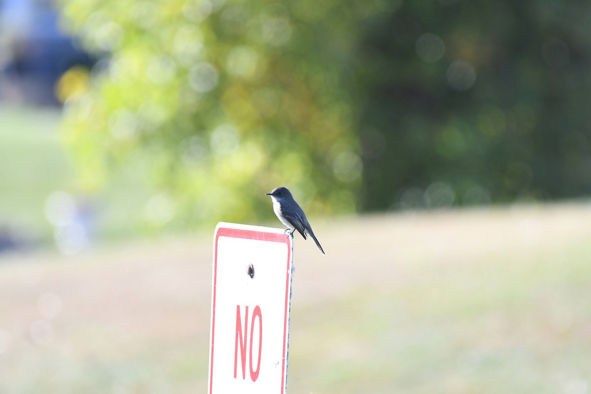 Eastern Phoebe - ML633524582