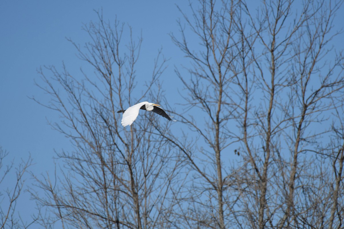 Great Egret - ML633524596