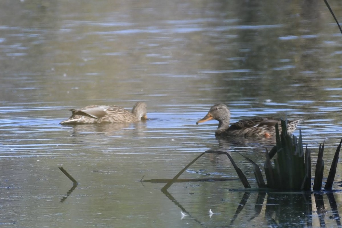 Mallard - ML633524620