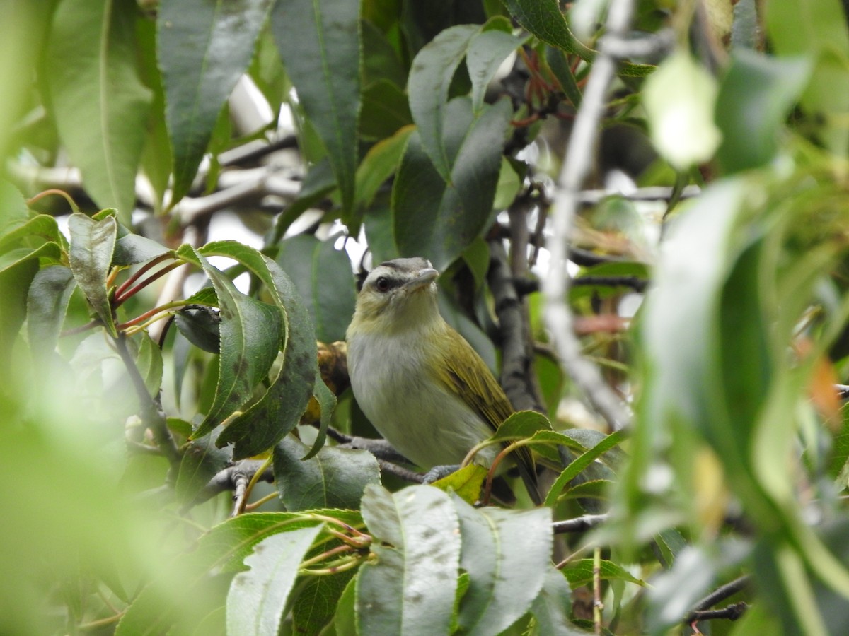vireo sp. - ML633524875