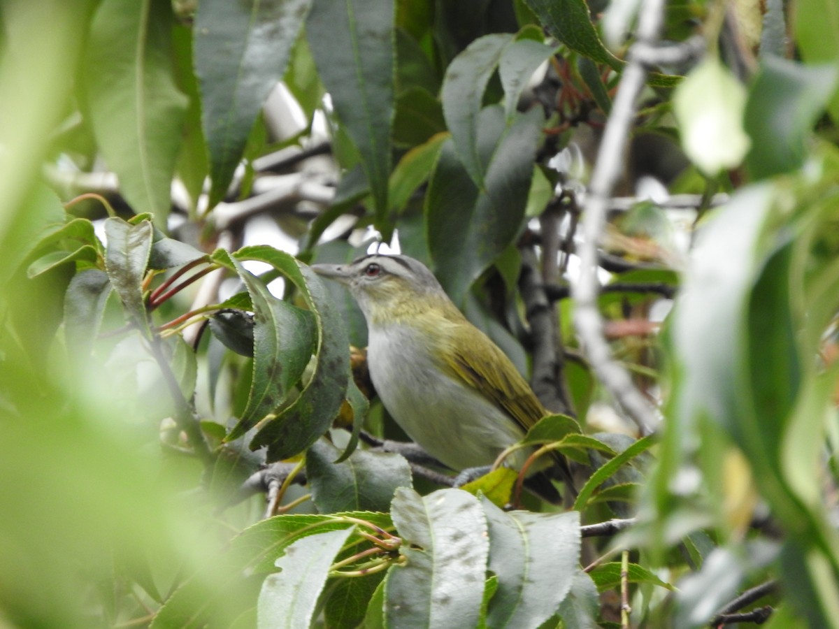 vireo sp. - ML633524876