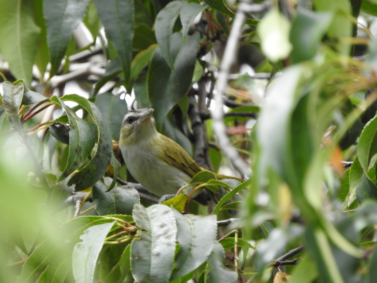 vireo sp. - ML633524878