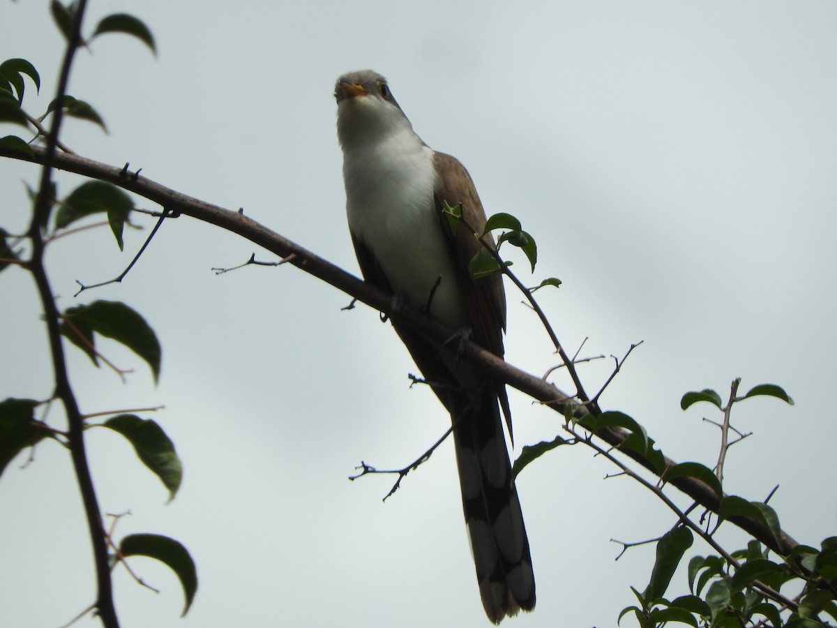 Yellow-billed Cuckoo - Agustin Carrasco