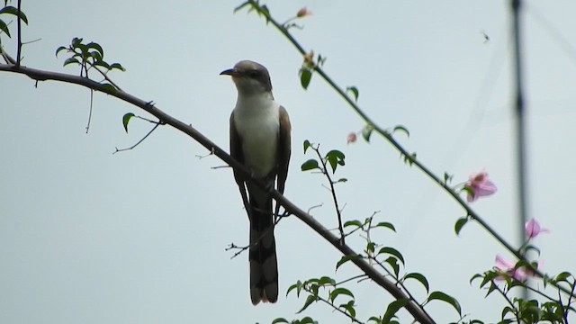 Yellow-billed Cuckoo - ML633524935