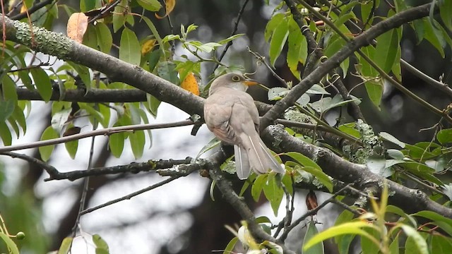 Yellow-billed Cuckoo - ML633524936