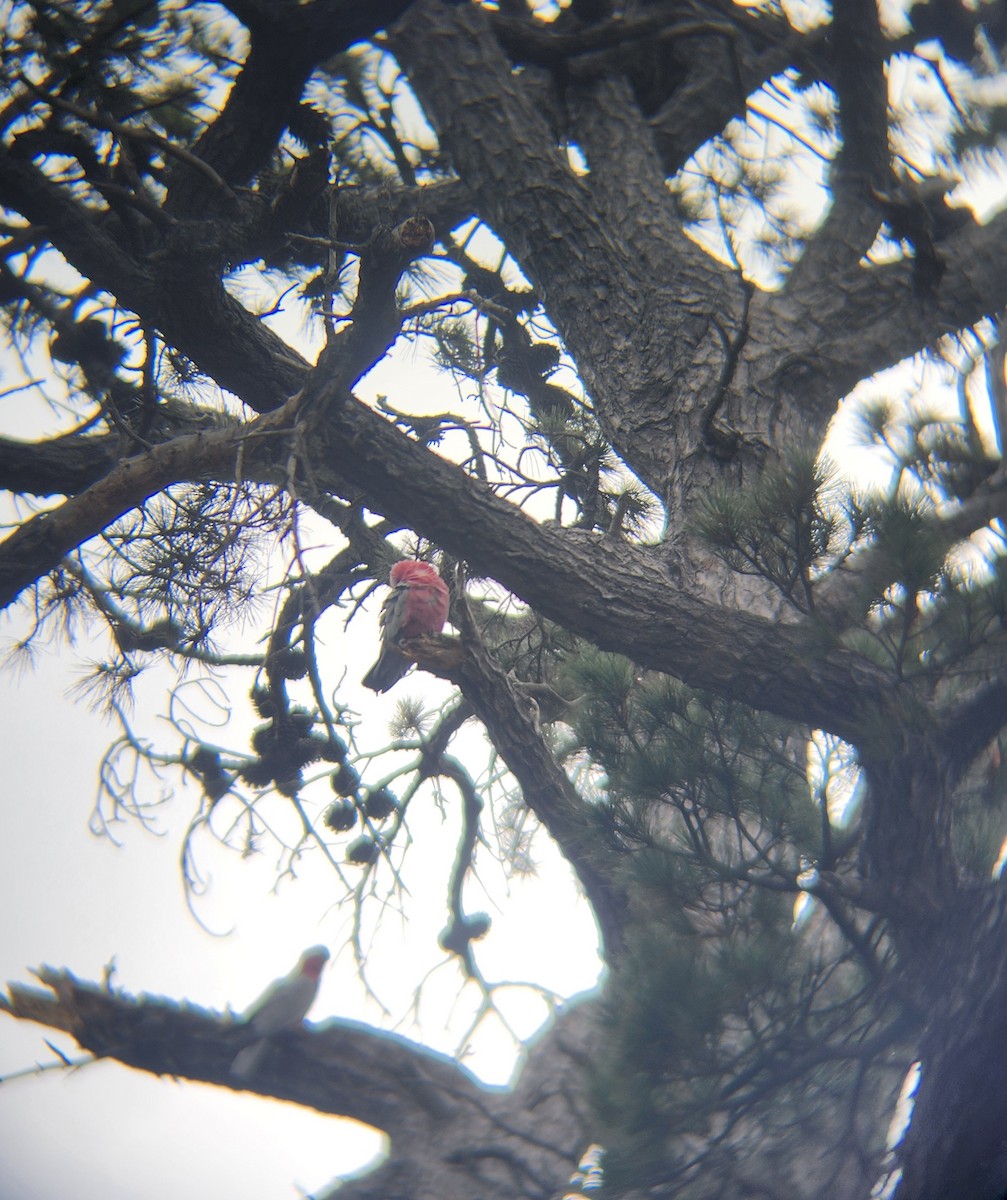 Galah - ML633525001