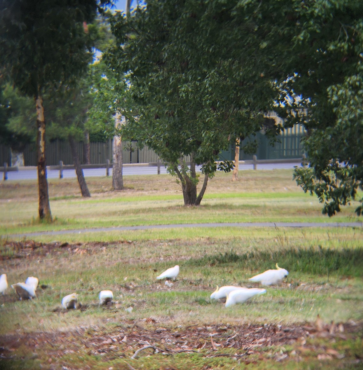 Sulphur-crested Cockatoo - ML633525023