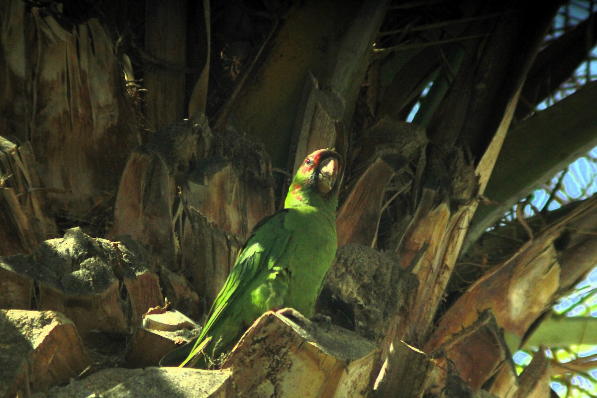 Mitred Parakeet - ML633525025