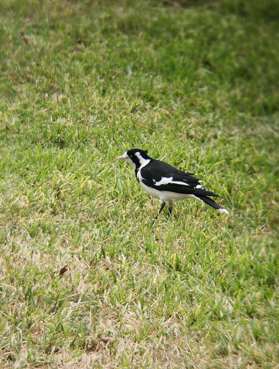 Magpie-lark - ML633525038