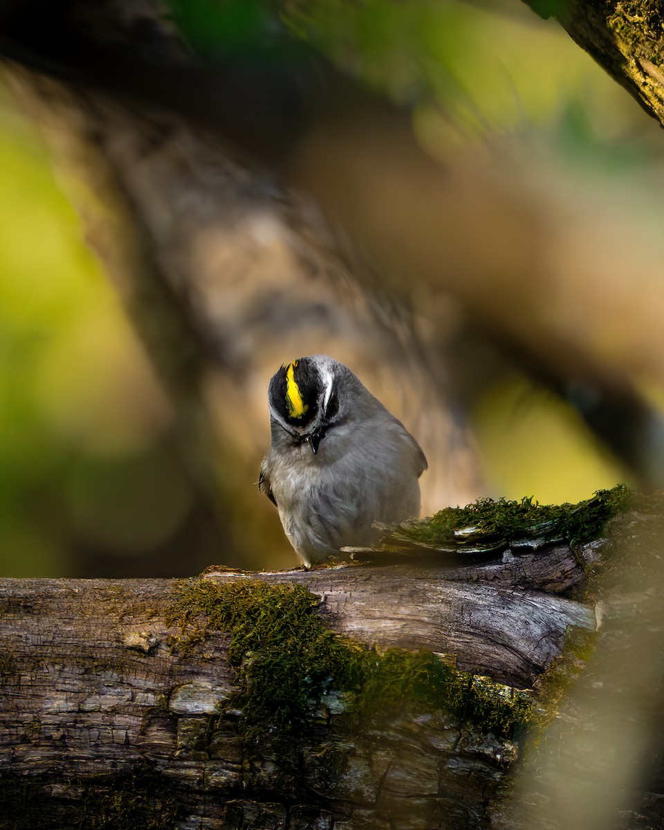 Golden-crowned Kinglet - ML633525041