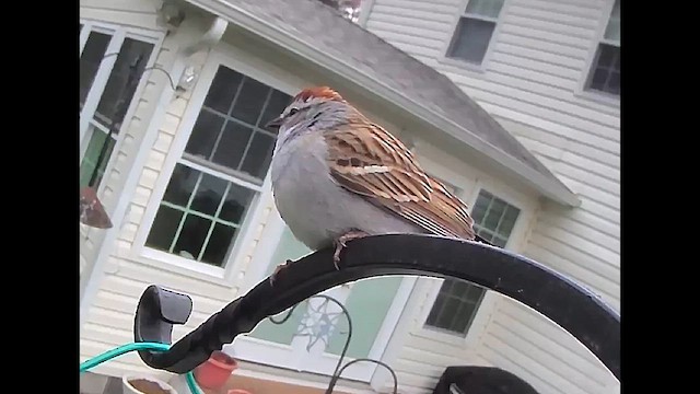 Chipping Sparrow - ML633525047