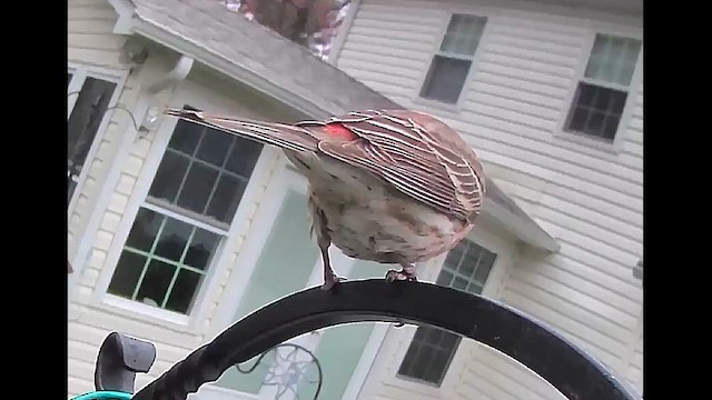 House Finch - ML633525053