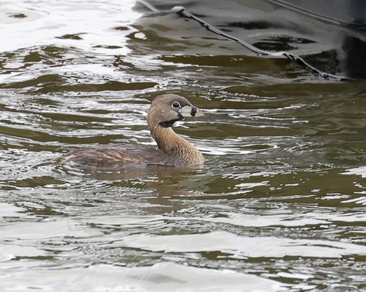 Pied-billed Grebe - ML633525075