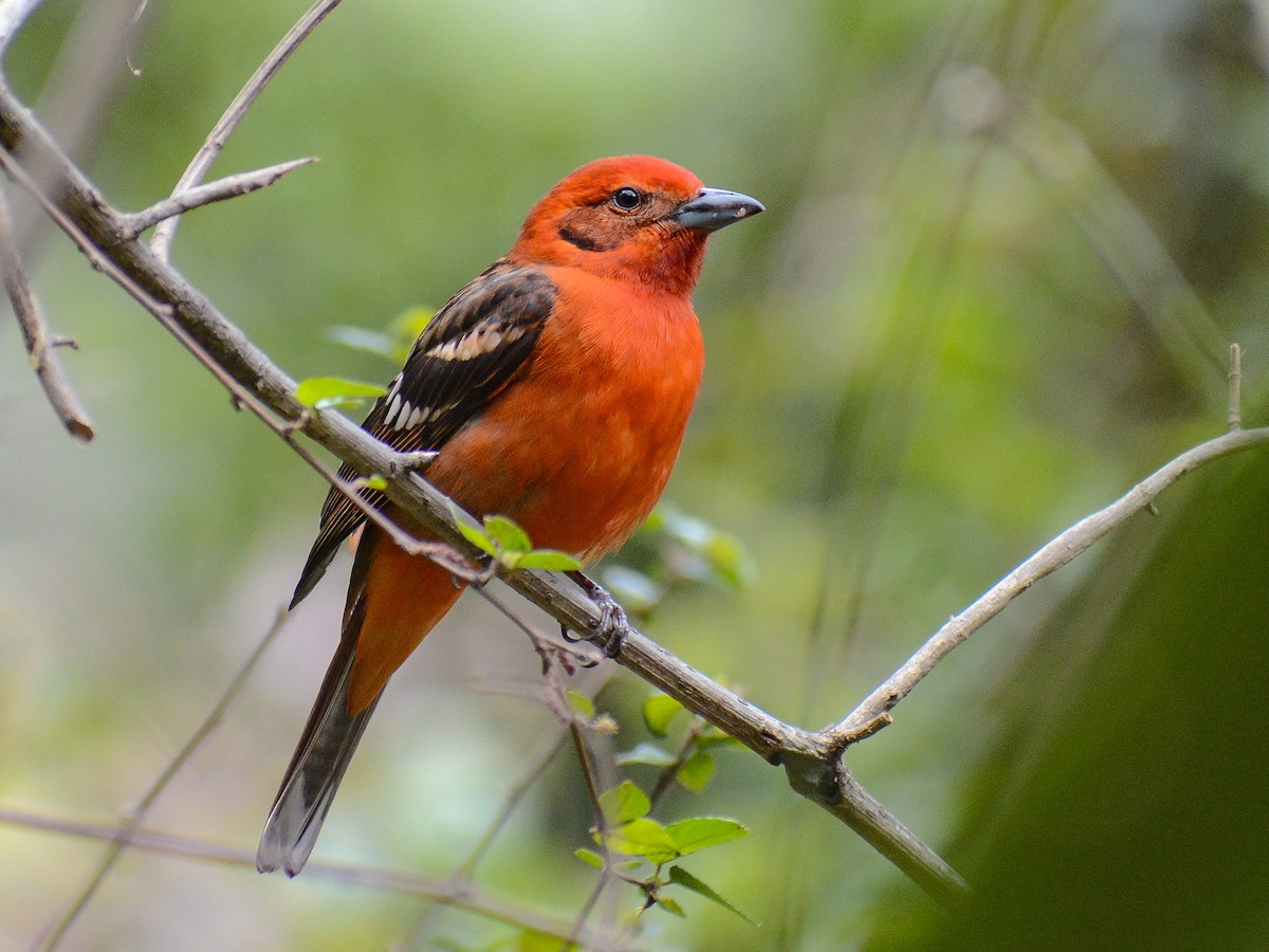 Flame-colored Tanager - ML633525254