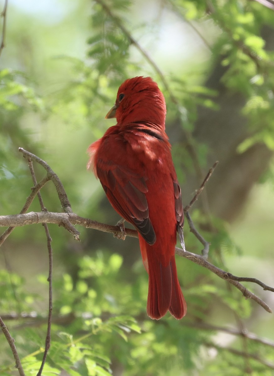 Summer Tanager - ML633525368
