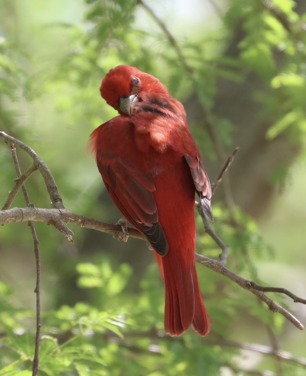 Summer Tanager - ML633525369