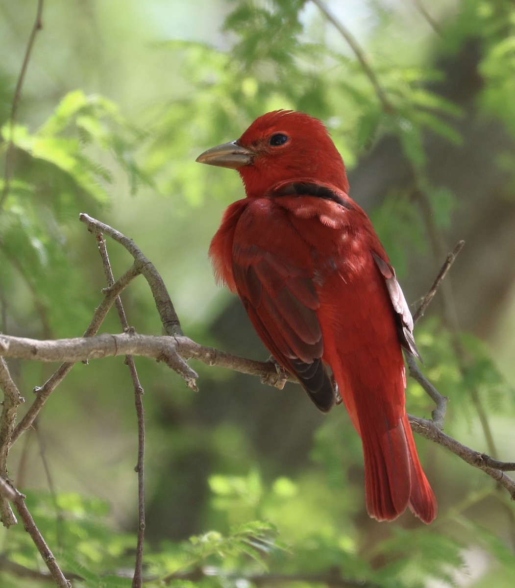 Summer Tanager - ML633525370