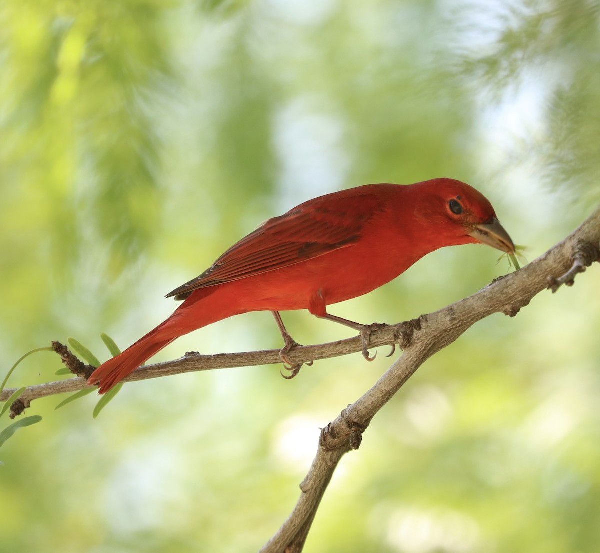 Summer Tanager - ML633525371