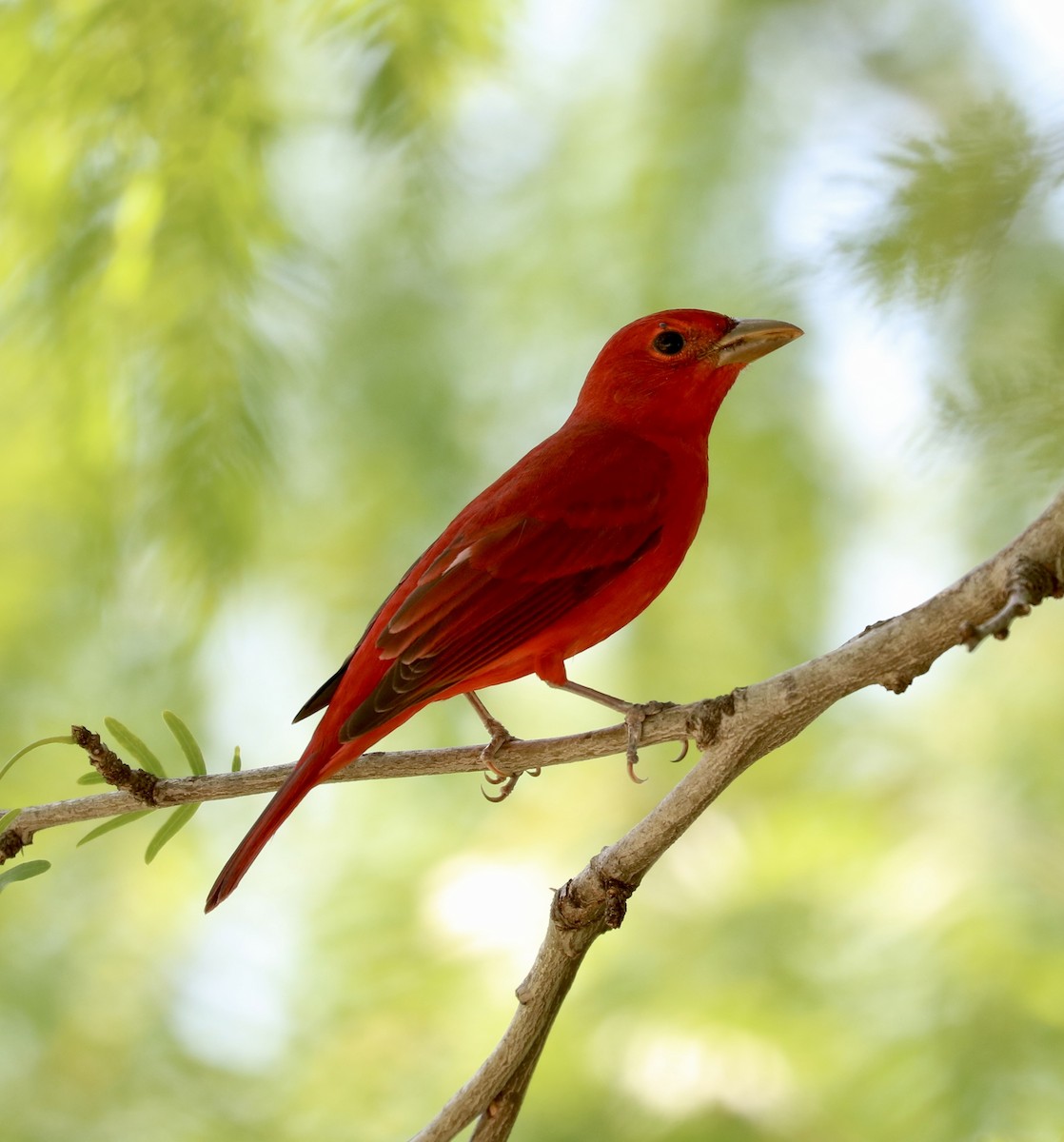 Summer Tanager - ML633525372