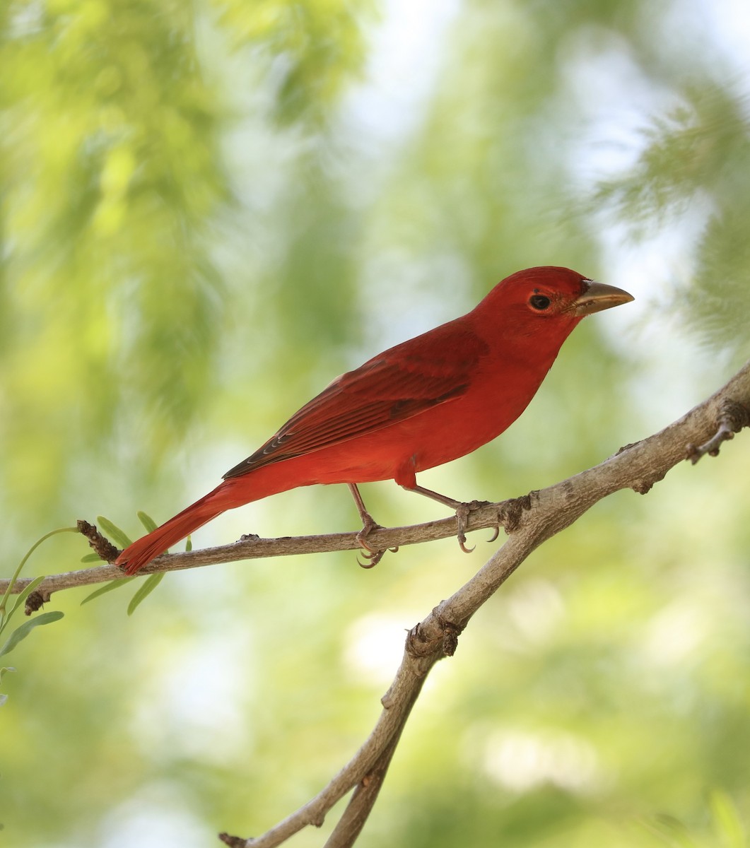 Summer Tanager - ML633525373