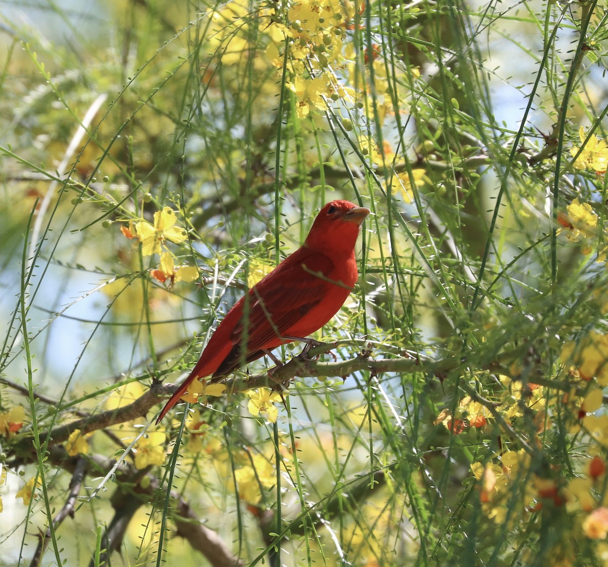 Summer Tanager - ML633525374