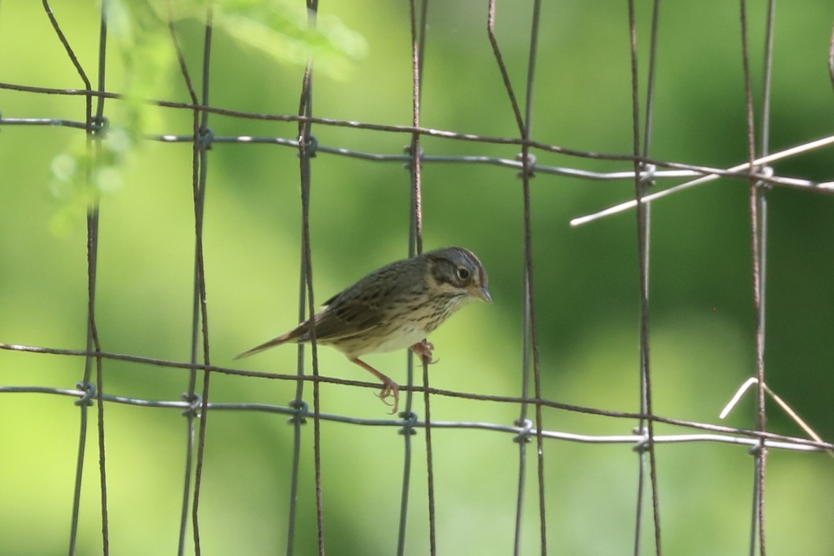 Lincoln's Sparrow - ML633525420