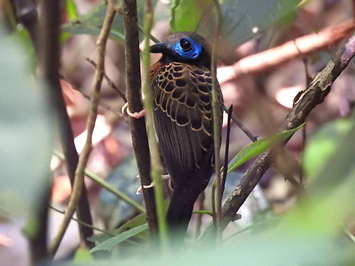 Ocellated Antbird - ML633525466