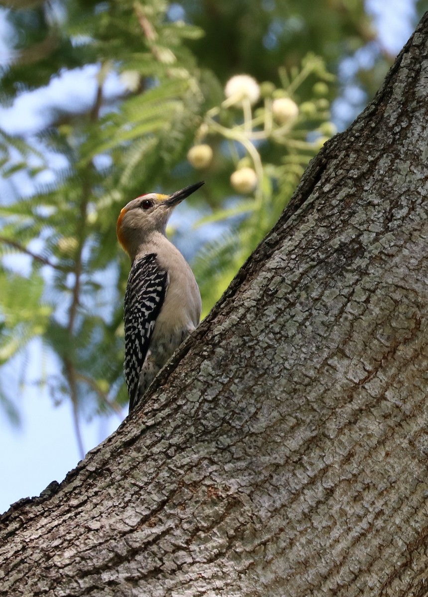 Golden-fronted Woodpecker - ML633525494