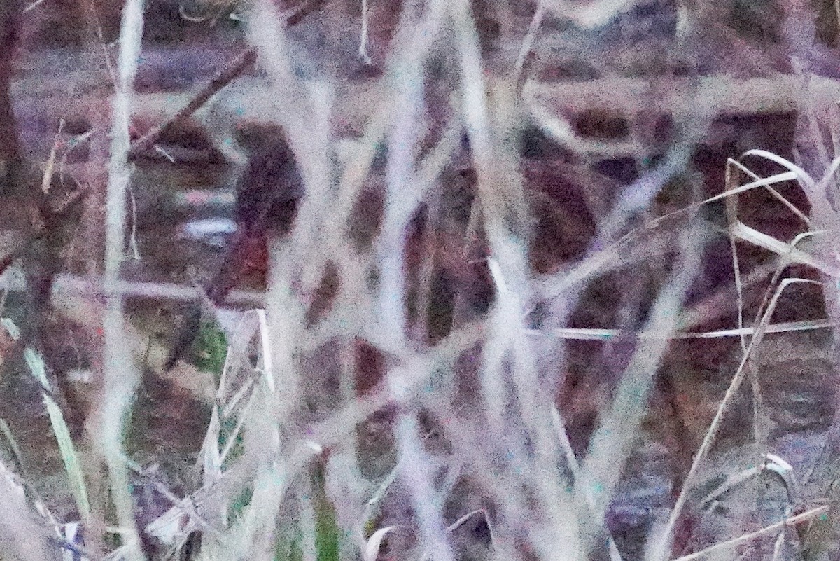 Virginia Rail - ML633525518