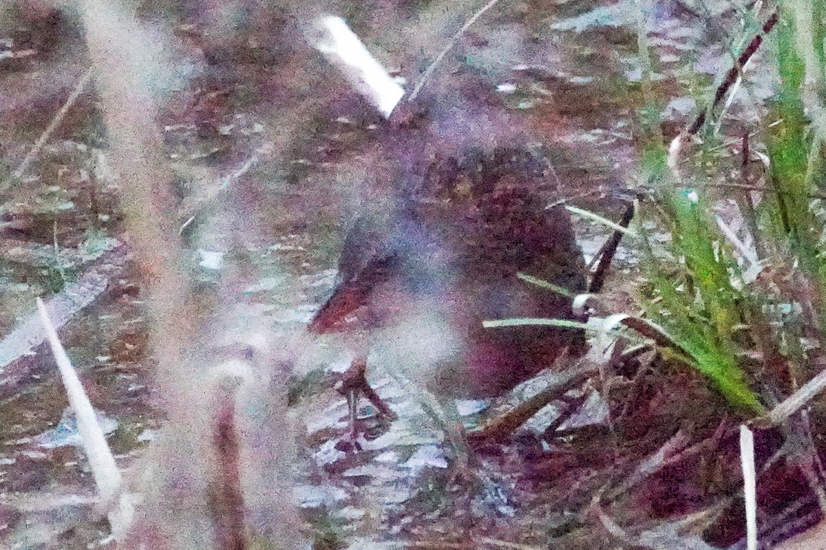Virginia Rail - ML633525519