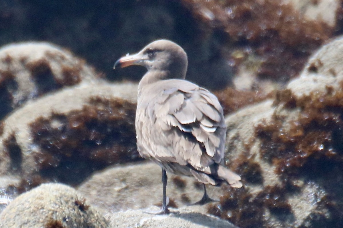 Heermann's Gull - Kelly Krechmer