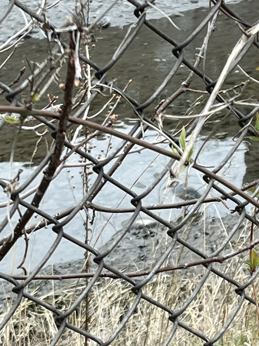 Yellow-crowned Night Heron - ML633525593