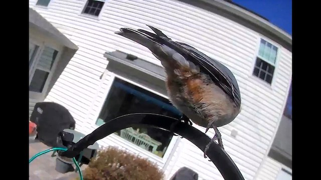White-breasted Nuthatch - ML633525671