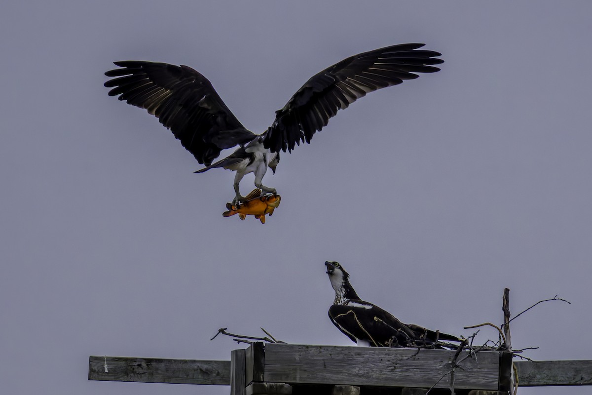 Osprey - ML633525835