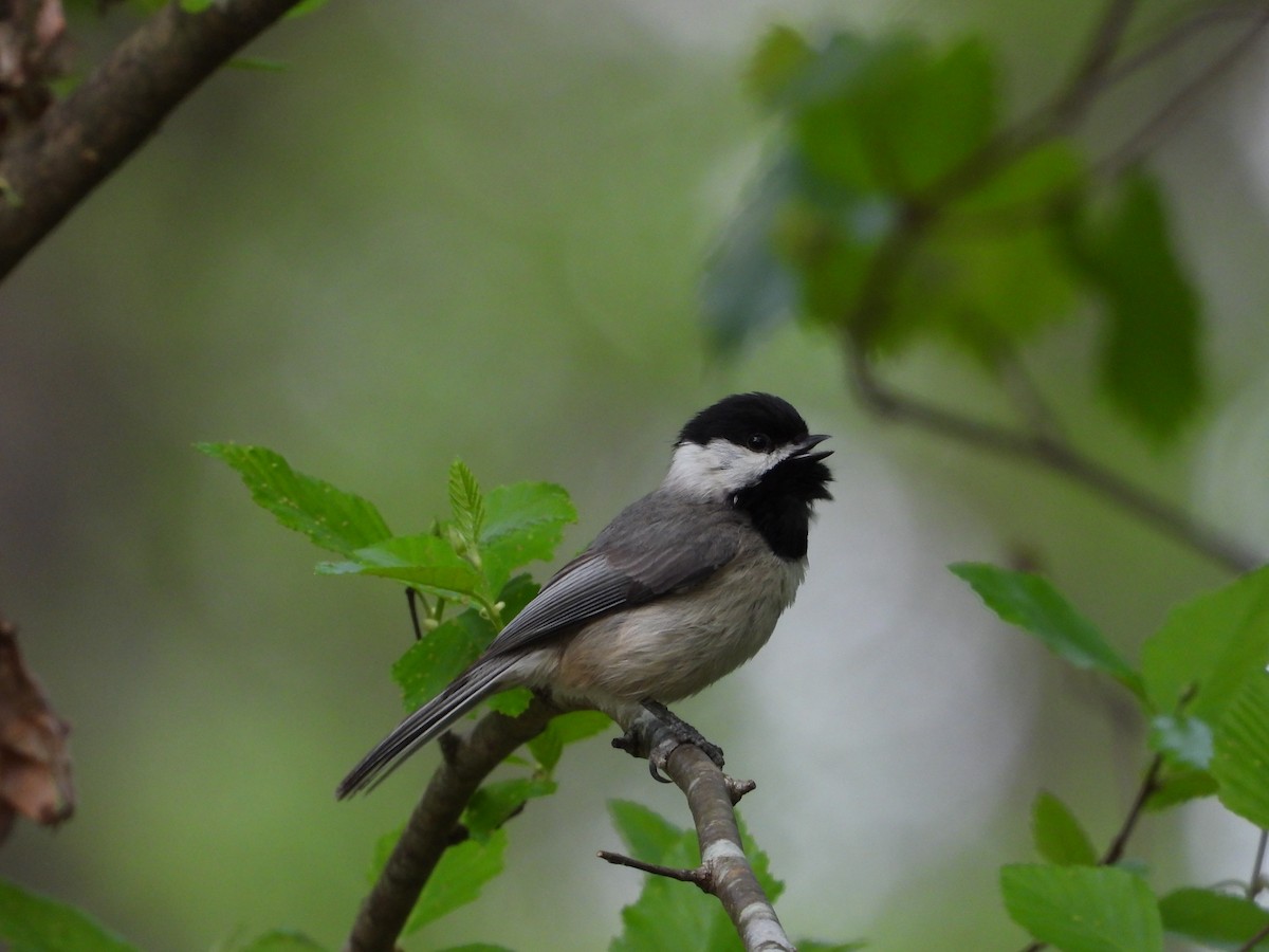 Carolina Chickadee - ML633525862