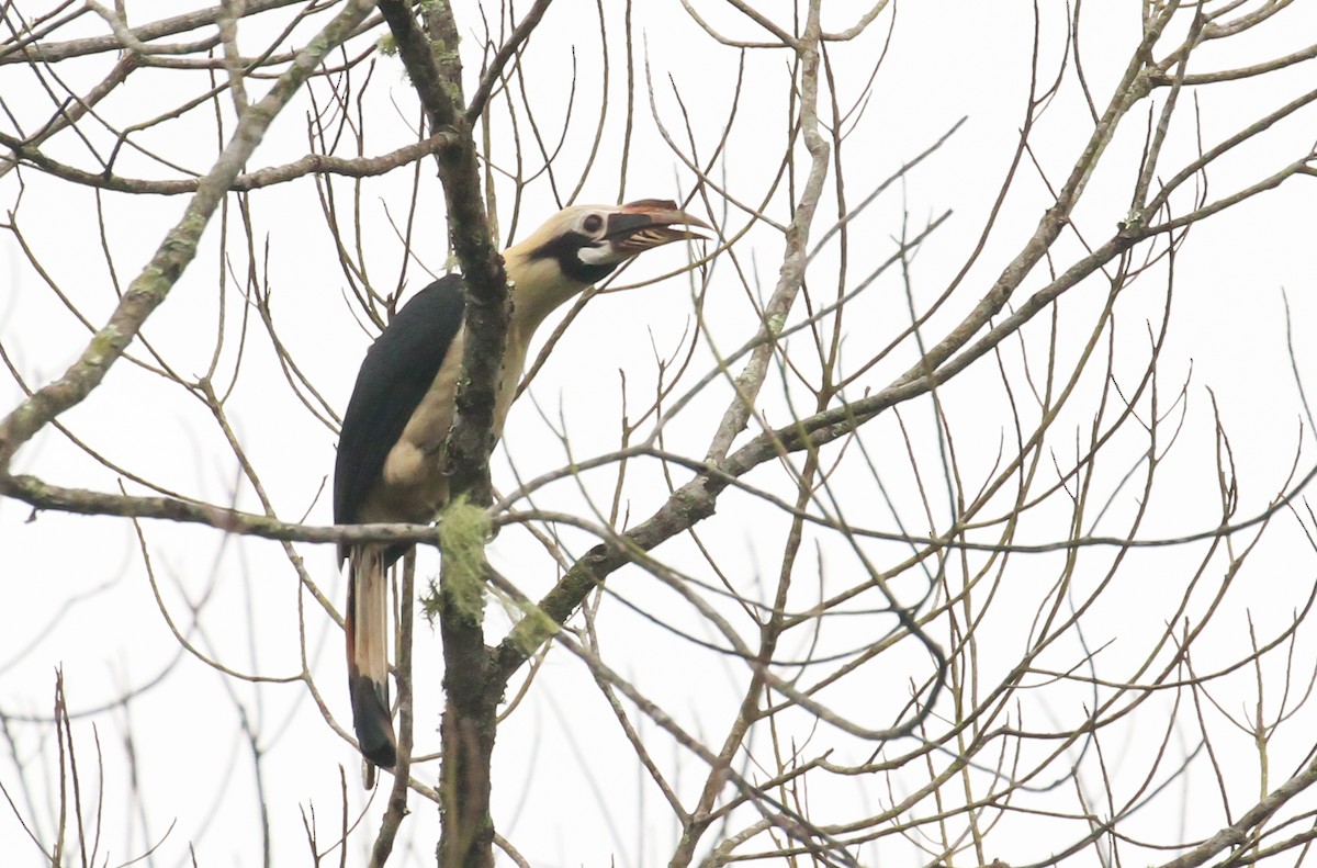Mindanao Hornbill - ML633525938