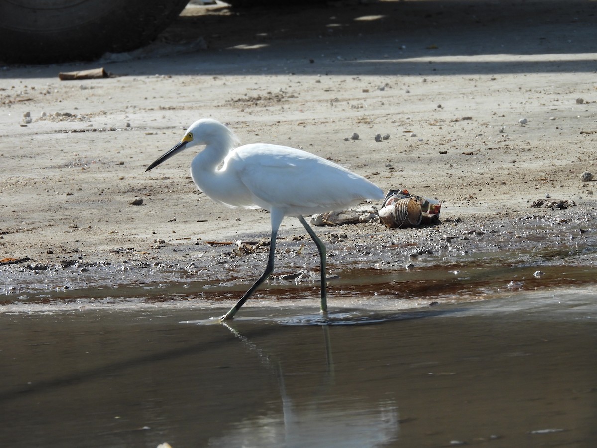 Snowy Egret - ML633526035