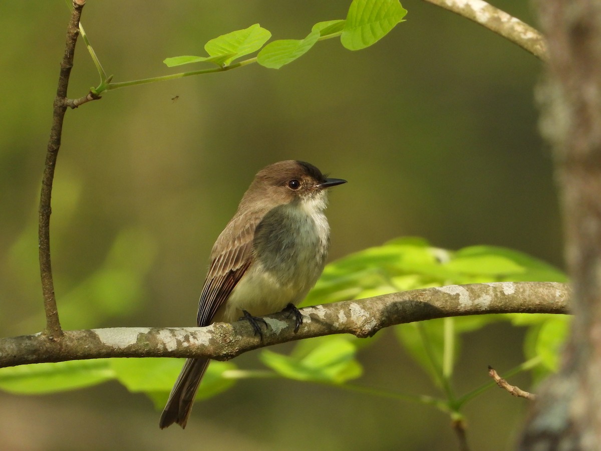 Eastern Phoebe - ML633526068