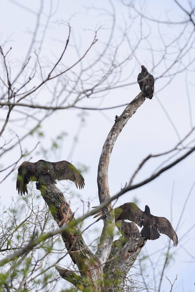 Turkey Vulture - ML633526208