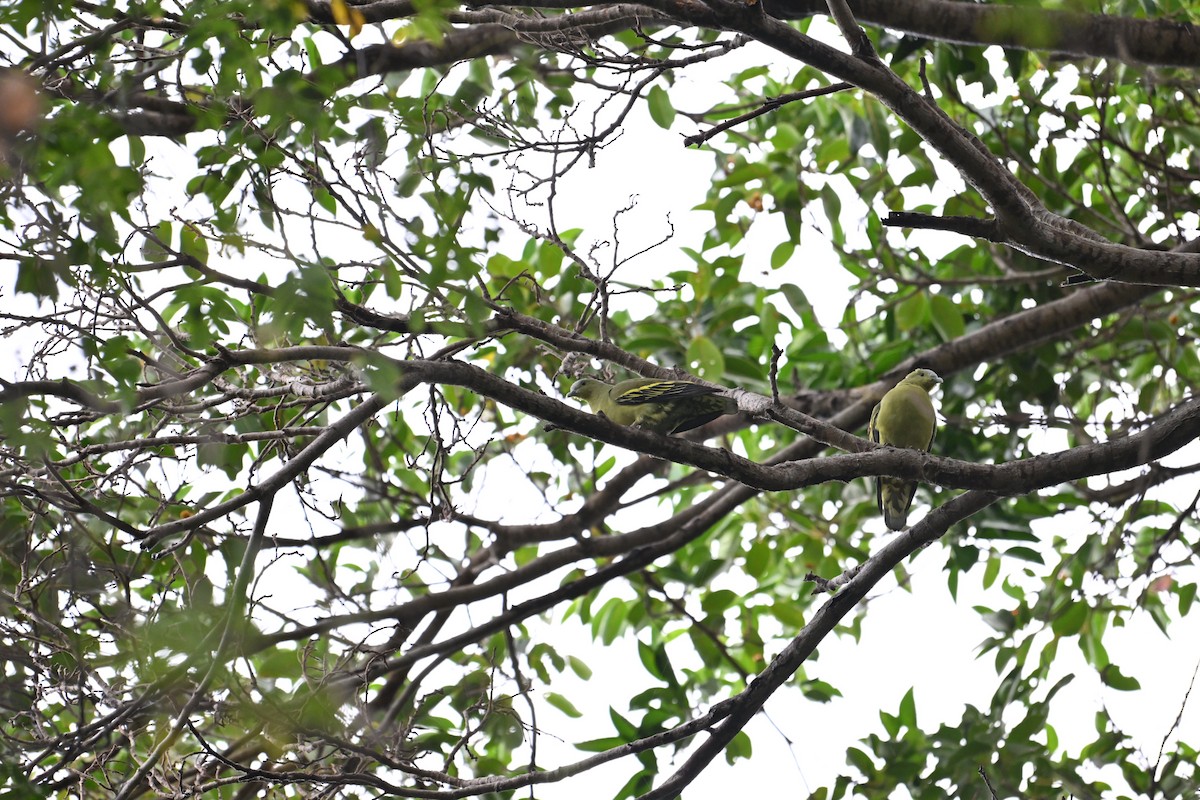 Andaman Green-Pigeon - ML633526405