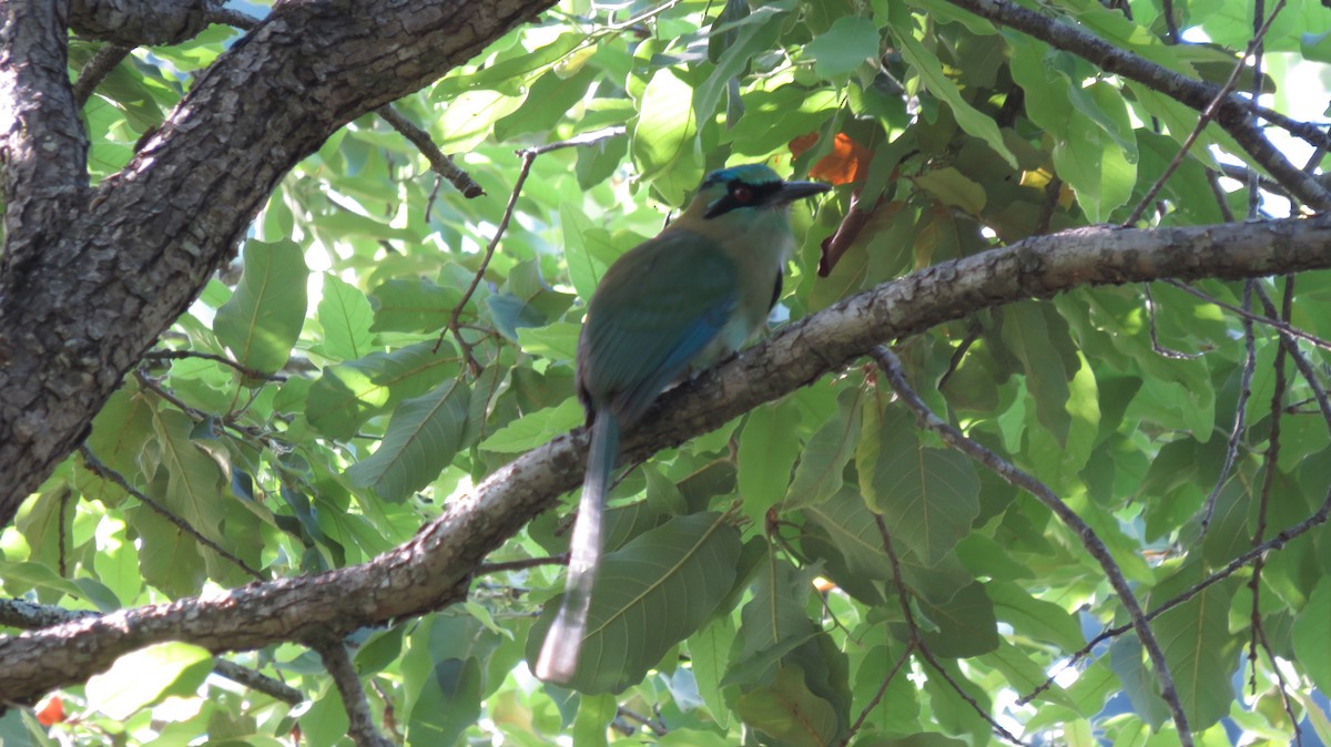 Blue-capped Motmot - ML633526542