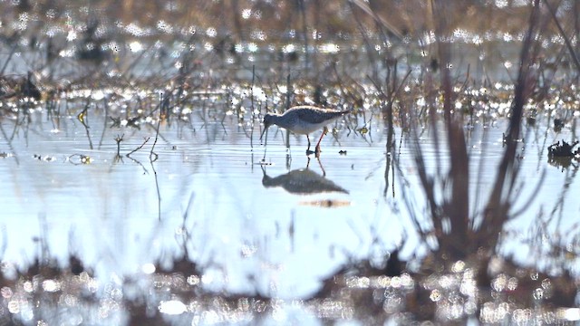 Pectoral Sandpiper - ML633526551