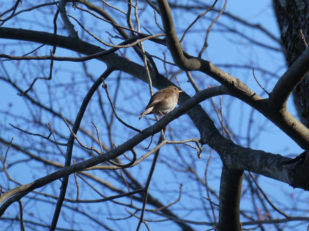 Hermit Thrush - ML633526555