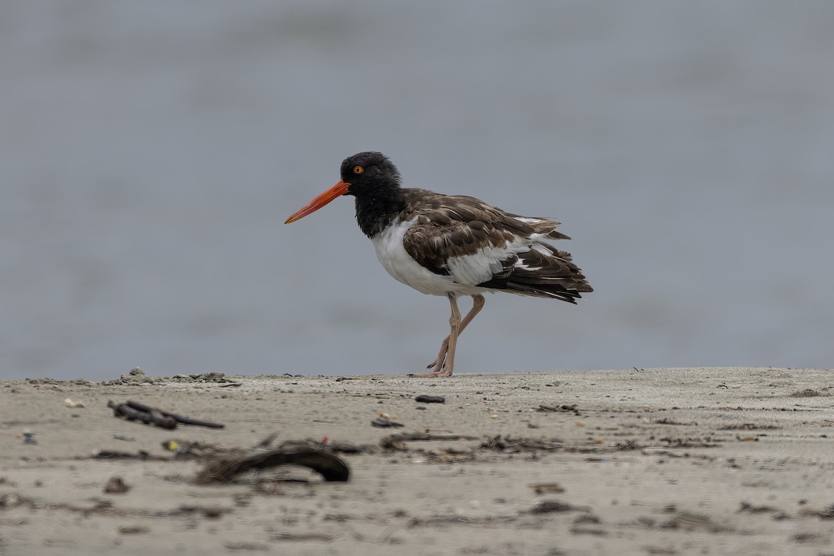 American Oystercatcher - ML633526573