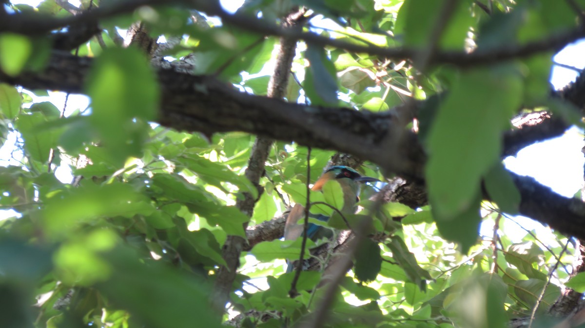 Blue-capped Motmot - ML633526582